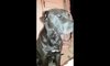 Pit Bull twardo walczy ze snem