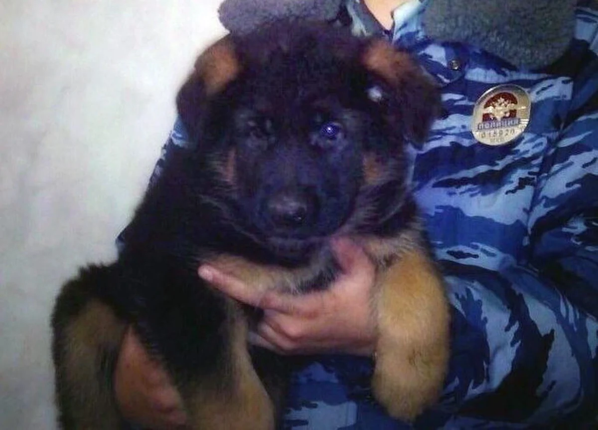 Rosjanie chcą przekazać Francuzom szczeniaka. To gest solidarności, po tym jak pies służący we francuskiej policji, zginął w szturmie na siedzibę paryskich zamachowców. 