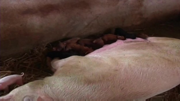 W Chinach znajdowano już różne oryginalne stworzenia. Ostatnio media zainteresowały się dwoma małymi świniami wietnamskimi, które urodziły się złączone brzuchami. Pozostała szesnastka rodzeństwa bliźniąt syjamskich przyszła na świat bez żadnych wad wrodzonych. 