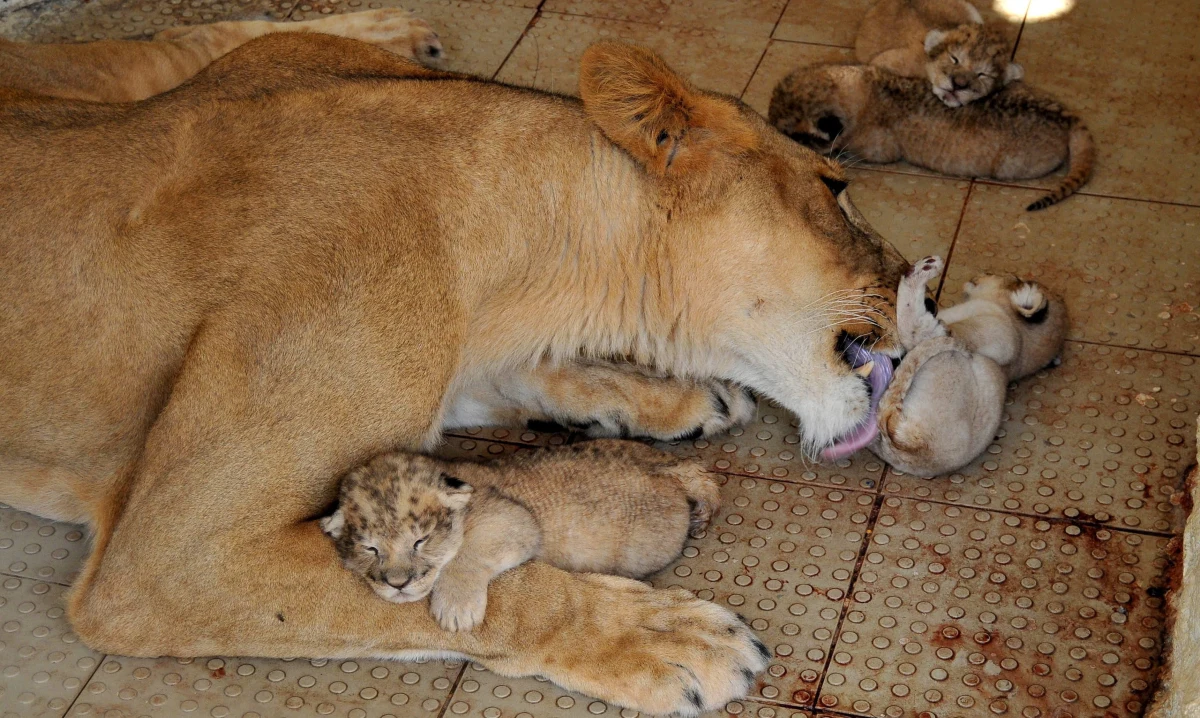 Żyjąca w hodowli w Pakistanie afrykańska lwica Rani urodziła pięcioraczki. To zdarza się niezwykle rzadko. Zazwyczaj lwice rodzą dwa, góra trzy młode.