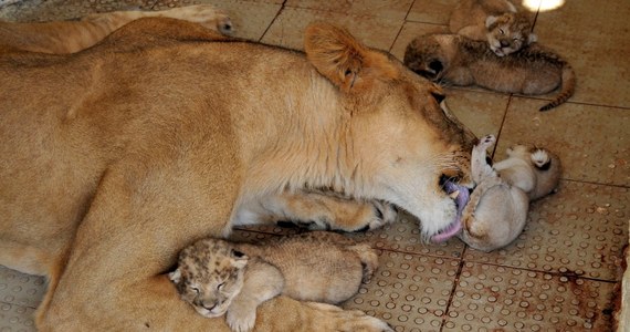 Żyjąca w hodowli w Pakistanie afrykańska lwica Rani urodziła pięcioraczki. To zdarza się niezwykle rzadko. Zazwyczaj lwice rodzą dwa, góra trzy młode.