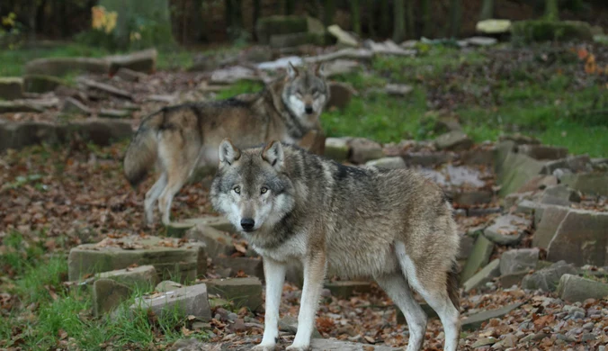Coraz częstsze ataki wilków. Niemcy i UE dyskutują o ich losie