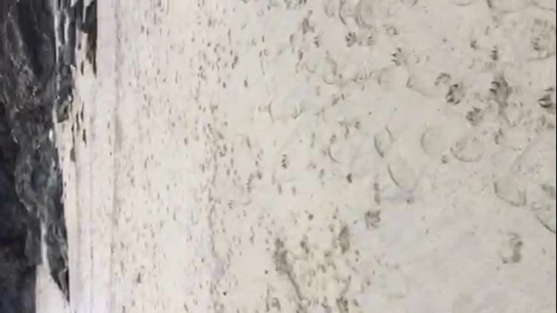 Ciekawe zjawisko można było zaobserwować w ostatnich dniach na plaży w Kornwalii w Wielkiej Brytanii. Szalejący tam sztorm wyrzucił na plażę i okoliczne skały tysiące meduz. 