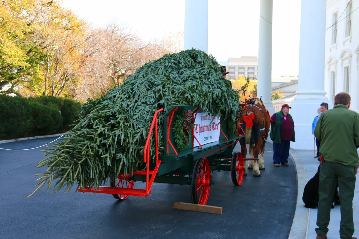 W USA oficjalnie sezon bożonarodzeniowy rozpoczęty. Do Białego Domu przywieziono choinkę, która ozdobi Niebieski Pokój. 