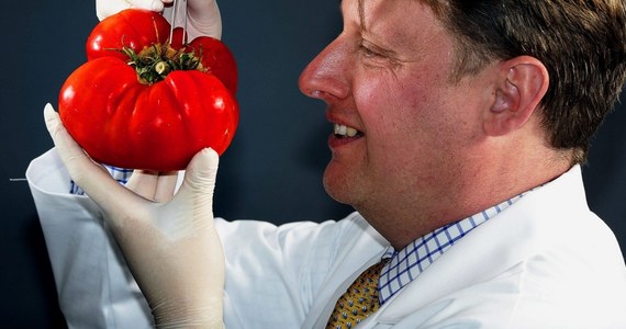 Narzekania na nowe metody uprawy pomidorów, że nie zapewniają nam warzyw o bogatym aromacie, nie muszą być do końca uzasadnione. Wszystko wskazuje na to, że także nasze codzienne praktyki kuchenne sprawiają, że pomidory nie pachną i nie smakują "jak dawniej". Przekonują o tym na łamach czasopisma "HortScience" naukowcy z U.S. Horticultural Research Laboratory. Wyniki ich badań wskazują, że pomidorom szkodzi zarówno oparzanie gorącą wodą, jak i przechowywanie w lodówce. To ostatenie zresztą bardziej.