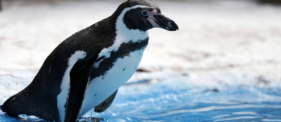Jeden pingwin Humboldta nie żyje, a dwa inne zniknęły w poniedziałek z zoo w Dortmundzie na zachodzie Niemiec. Seria dziwnych wydarzeń w zoo trwa od lata. Policja bada te sprawy i ustala, czy incydenty są powiązane.