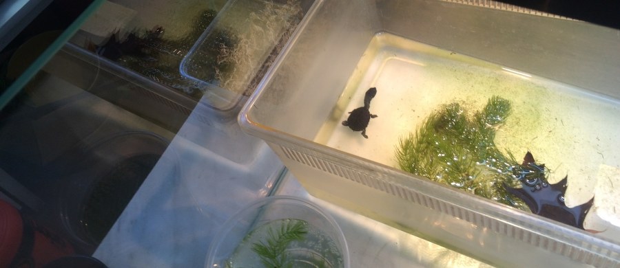 W warszawskim ogrodzie zoologicznym po raz pierwszy w historii wykluł się żółw wężoszyi. To rzadki i krytycznie zagrożony gatunek z wyspy Roti. "To jeden z najrzadszych rodzajów żółwia, ten gatunek został odkryty stosunkowo niedawno. Te żółwie są wyjątkowo ładne, mają bardzo długie szyje i rzadko rozmnażają się w niewoli" - mówi reporterowi RMF FM Michałowi Dobrołowiczowi Mateusz Kubak ze stołecznego zoo. O narodzinach żółwika mówi: "To efekt naszych wieloletnich starań, to dla nas ogromny sukces".