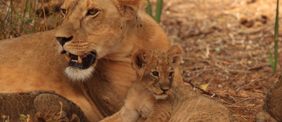 Kenijskie władze aresztowały trzech masajskich pasterzy pod zarzutem zatrucia w słynnym rezerwacie Masai Mara stada lwów, z których dwa padły. Lwy, które pasterze podejrzewali o zagryzienie ich krów, występowały w słynnej serii BBC o wielkich kotach.