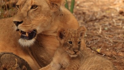 Otruto słynne kenijskie lwy. „Grały” w serii BBC o wielkich kotach