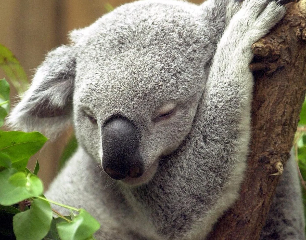 Marudzimy często, że współczesny tryb życia sprawia, że za mało śpimy, ale prawda jest taka, że do coraz krótszego snu przyzwyczajaliśmy się już od bardzo dawna. Śpimy choćby znacznie krócej, niż nasi najbliżsi krewni, szympansy. Na szczęście - jak przekonują na łamach czasopisma "Evolutionary Anthropology" naukowcy z Uniwersytetu Duke - nasz sen jest znacznie bardziej wydajny. Sen krótszy, ale mocniejszy dał naszym przodkom większe szanse rozwoju.