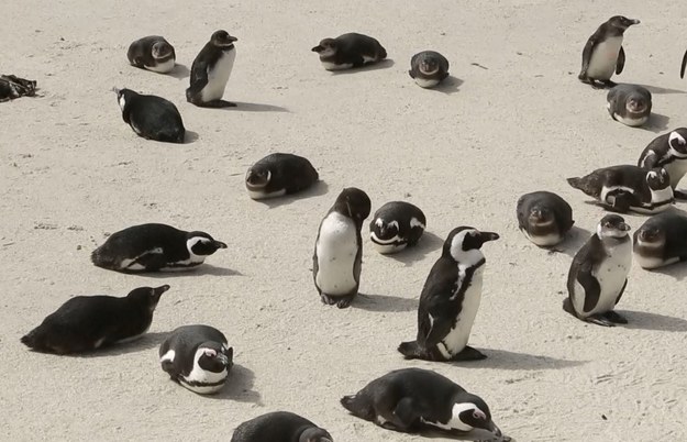 Na jednej z plaż w pobliżu Kapsztadu wyleguje się gromada pingwinów przylądkowych. To tutaj znane i lubiane zwierzęta, ale ich liczba stale maleje. Naukowcy z niepokojem przyglądają się temu zjawisku. – To gatunek zagrożony. Obecnie populacja tych ptaków liczy 21 tysięcy par, tymczasem w latach 30. ubiegłego wieku, żyło ponad milion par pingwinów przylądkowych – mówi Nicky Stander z Fundacji na rzecz Ochrony Ptaków Morskich. 


Główną przyczyną spadku liczebności tych zwierząt są kurczące się zasoby pożywienia. Sardele i sardynki, którymi żywią się pingwiny przylądkowe coraz rzadziej występują w tych wodach. Zdaniem niektórych to skutek połowów przemysłowych. Inni z kolei uważają, że ma to związek ze zmianami klimatycznymi. 