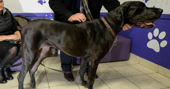 Łódzcy naukowcy stworzyli nietypowy implant kości. Został on wszczepiony psu – dogowi niemieckiemu Rozi, który ma guza kości. Pies był operowany w weterynaryjnej klinice w Legionowie. Podczas zabiegu amputacji łapy został wszczepiony przygotowany w pabianickich zakładach PAFANA implant. Po rekonwalescencji pies otrzyma specjalnie przygotowaną protezę. 