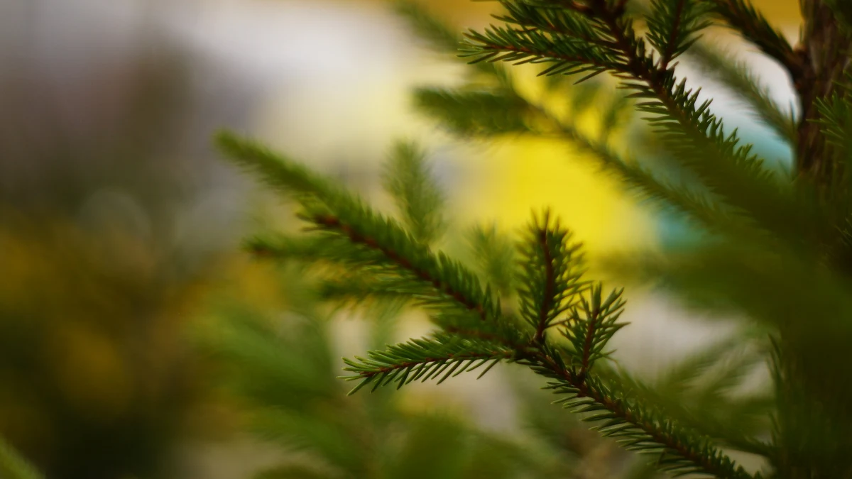 Akcja "Choinki pod choinkę" od RMF FM już rozkręciła się na dobre! Do 23 grudnia nasza żółto-niebieska ekipa odwiedzi 12 miast. Tradycyjnie zaczęliśmy w Katowicach, a kończymy w Krakowie. Wszędzie będziemy mieli dla Was po 1000 choinek. Drzewka będziemy rozdawać od godziny 11 do wyczerpania zapasów.