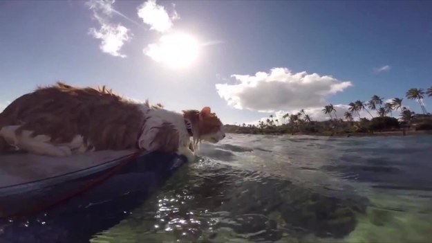 Kto by pomyślał, że kot uwielbia wodę? Mało tego - ulubionym zajęciem Kulu, znanego na Hawajach kota, jest… surfing! Maluch został zaadoptowany w bardzo złym stanie przez 25-letnią Kristę Littleton. Mimo że kotek nie widzi na jedno oko i powoli wraca do pełnego zdrowia, to idealnie radzi sobie na desce. 