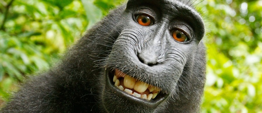 Sędzia federalny w San Francisco orzekł, że makak, którego własnoręcznie wykonane zdjęcia były przebojem internetu, nie ma do nich praw autorskich. Jak argumentował, prawa autorskie nie rozciągają się na zwierzęta.