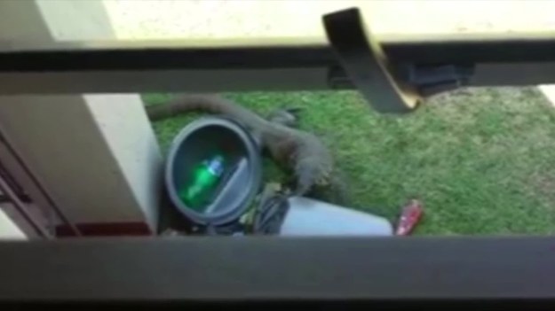 Mieszkańca Johannesburga (RPA) odwiedził nietypowy gość. Pod jego oknami pojawił się ogromny waran! Zwierzę najwidoczniej szukało pożywienia – od razu dobrało się do resztek jedzenia, znajdujących się w koszu na śmieci.