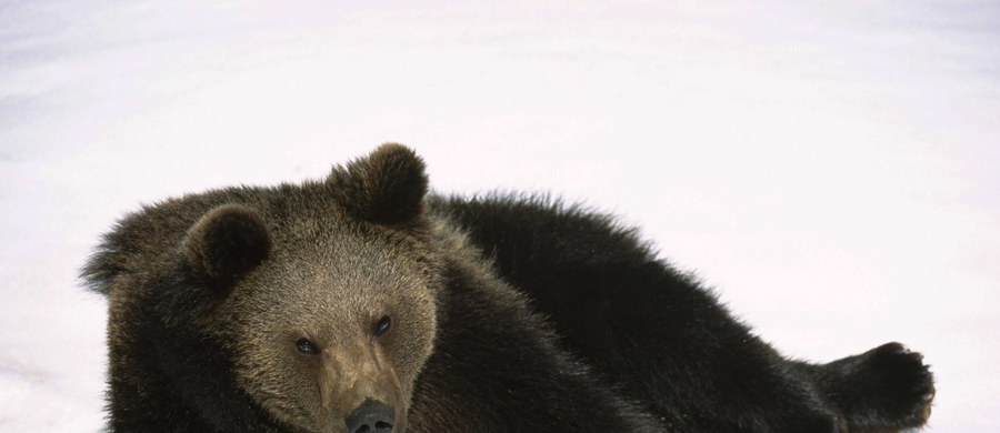 Zima w Beskidach nie jest jeszcze aż tak sroga, by skłonić do snu niedźwiedzia. Świeże ślady drapieżnika zauważono na Policy.