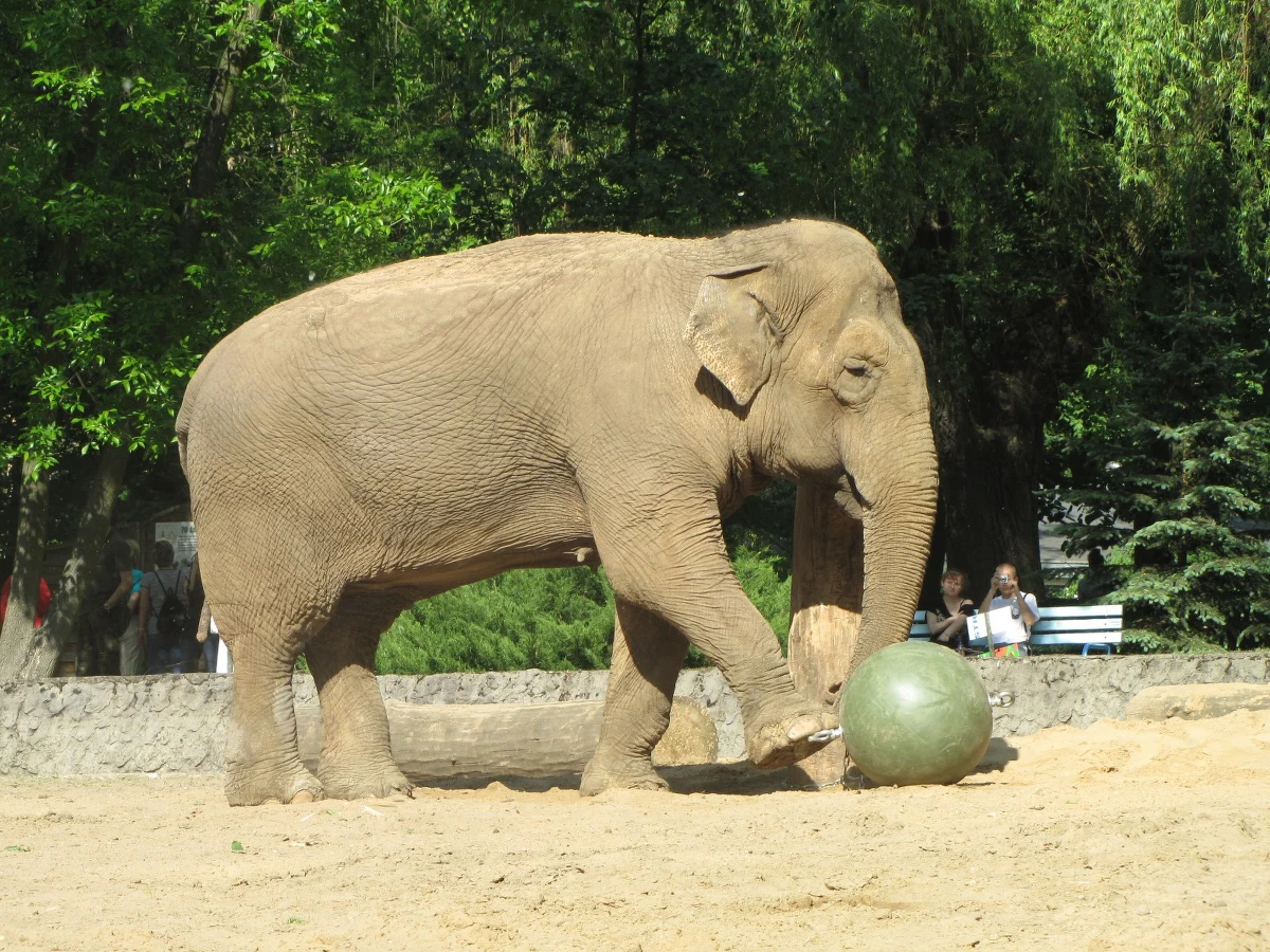 "Gwiazda" łódzkiego Ogrodu Zoologicznego słonica Magda nie żyje. Jej stan zdrowia regularnie pogarszał się od 2014 roku. Zwierzę przeżyło 54 lata. Zarówno opiekunowie, jak i weterynarze przez blisko dwa lata starali się lekami poprawić samopoczucie Magdy oraz złagodzić ból towarzyszący chorobie. 