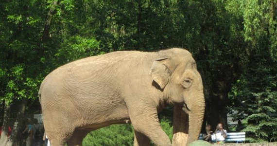 "Gwiazda" łódzkiego Ogrodu Zoologicznego słonica Magda nie żyje. Jej stan zdrowia regularnie pogarszał się od 2014 roku. Zwierzę przeżyło 54 lata. Zarówno opiekunowie, jak i weterynarze przez blisko dwa lata starali się lekami poprawić samopoczucie Magdy oraz złagodzić ból towarzyszący chorobie. 