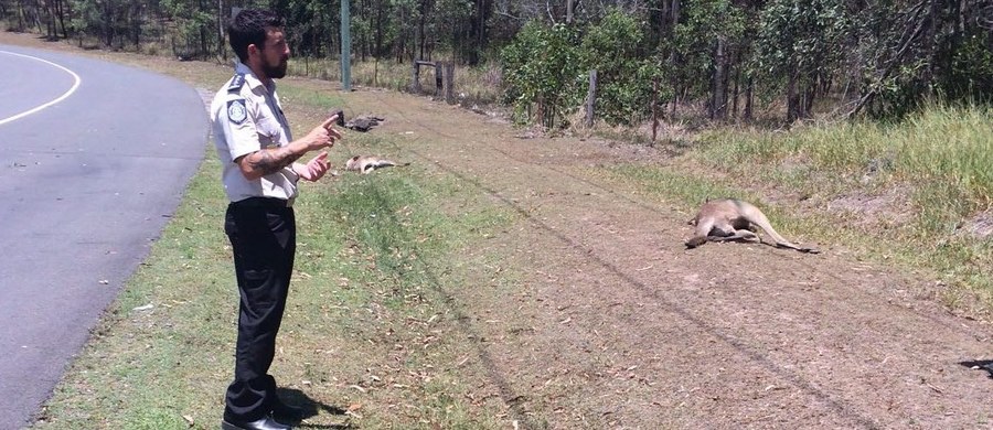 Policja z Brisbane w Australii poszukuje kierowcy, który na lokalnej drodze śmiertelnie potrącił co najmniej 17 kangurów. Wszystko wskazuje na to, że sprawca celowo wjeżdżał w zwierzęta.