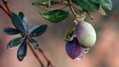 Operacja "Mamma mia": Skonfiskowana oliwa i oliwki 