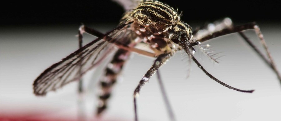 Blisko 122 mln dolarów potrzeba, by zapobiegać medycznym komplikacjom wynikającym z zarażenia się wirusem Zika oraz je kontrolować na obu kontynentach amerykańskich - poinformowała w piątek Światowa Organizacja Zdrowia (WHO).