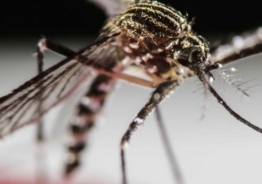 Wirus Zika może wiosną zagrozić Europie