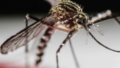Wirus Zika może wiosną zagrozić Europie
