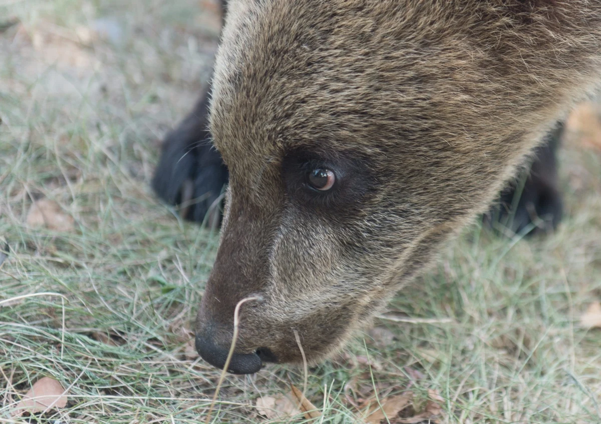 Tropy co najmniej kilkunastu niedźwiedzi zauważyli w ostatnich dniach leśnicy i turyści w Bieszczadach. Wędrujące i bawiące się misie zarejestrowało także kilka fotopułapek.
