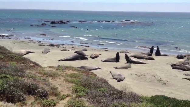 Stado słoni morskich wypoczywało beztrosko na jednej z plaż Los Angeles. Nagle kilka osobników poderwało się i zaczęło się bić! 