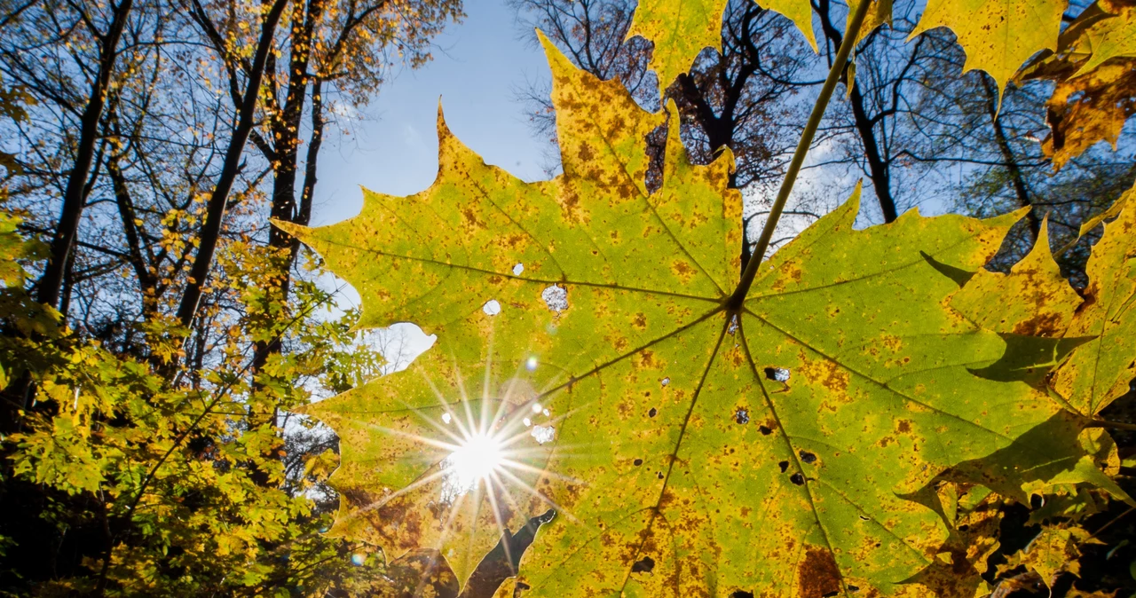 Jesień astronomiczną w 2024 roku przywitamy 22 września