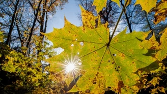 Początek astronomicznej i kalendarzowej jesieni. Kiedy wypada?