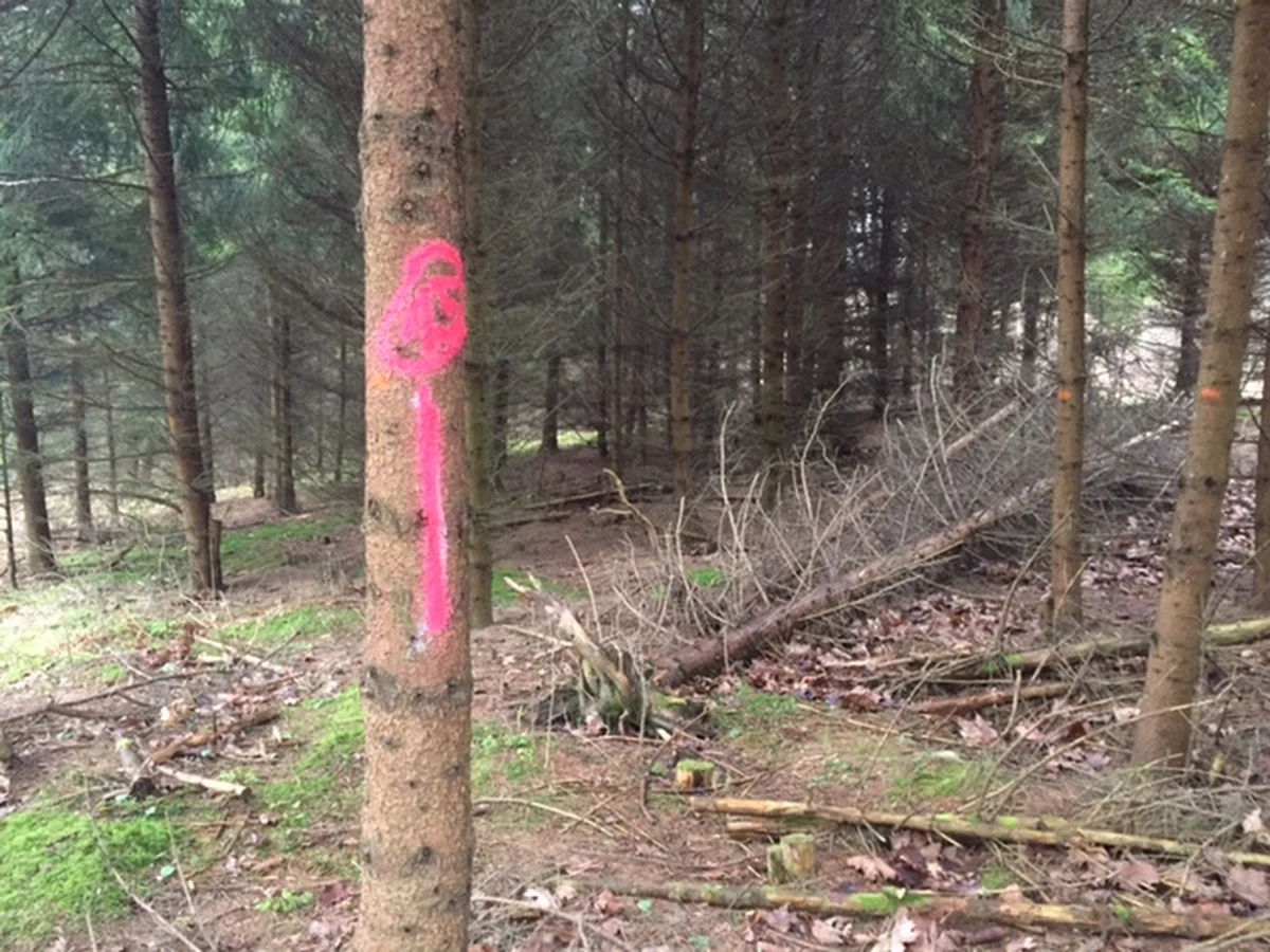 "Nie pasuje to do krajobrazu. Co piąte drzewo różowe, umalowane". "Przesada. Psuje. Dla nas psuje to wygląd". "To z oszczędności. I z niechlujstwa" - tak spacerowicze i biegacze recenzują pracę geodety w Trójmiejskim Parku Krajobrazowym. Chodzi o setki drzew na odcinku kilku kilometrów wymalowanych jaskrawą, różową farbą.  Leśnicy zapewniają: drzewa nie zostały zniszczone. 