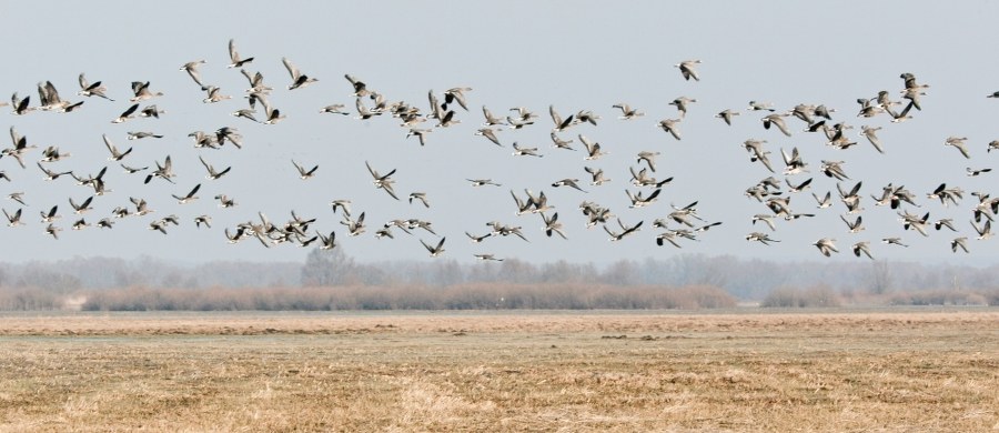Pierwsze zwiastuny wiosny - przebiśniegi i wawrzynek wilczełyko, zakwitły w samym środku kalendarzowej zimy w Zawoi u stóp Babiej Góry w Beskidach. Pylić zaczęły też leszczyny – powiedział rzecznik Babiogórskiego Parku Narodowego Maciej Mażul.
