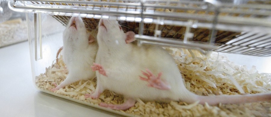 Dzieci poczęte bez udziału ojców? Chińscy naukowcy otwierają nowy, kontrowersyjny rozdział badań nad sztucznym zapłodnieniem. Badacze z Southern Medical University w Guangzhou piszą na łamach czasopisma "Journal Cell Stem Cell", że udało im się wyhodować zdrowe myszy poczęte po zapłodnieniu komórek jajowych sztucznymi plemnikami, utworzonymi z komórek macierzystych. Takie myszy miały potem własne potomstwo. 
