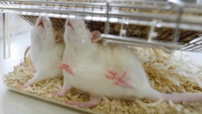 Chińczycy wyhodowali myszy poczęte bez samców