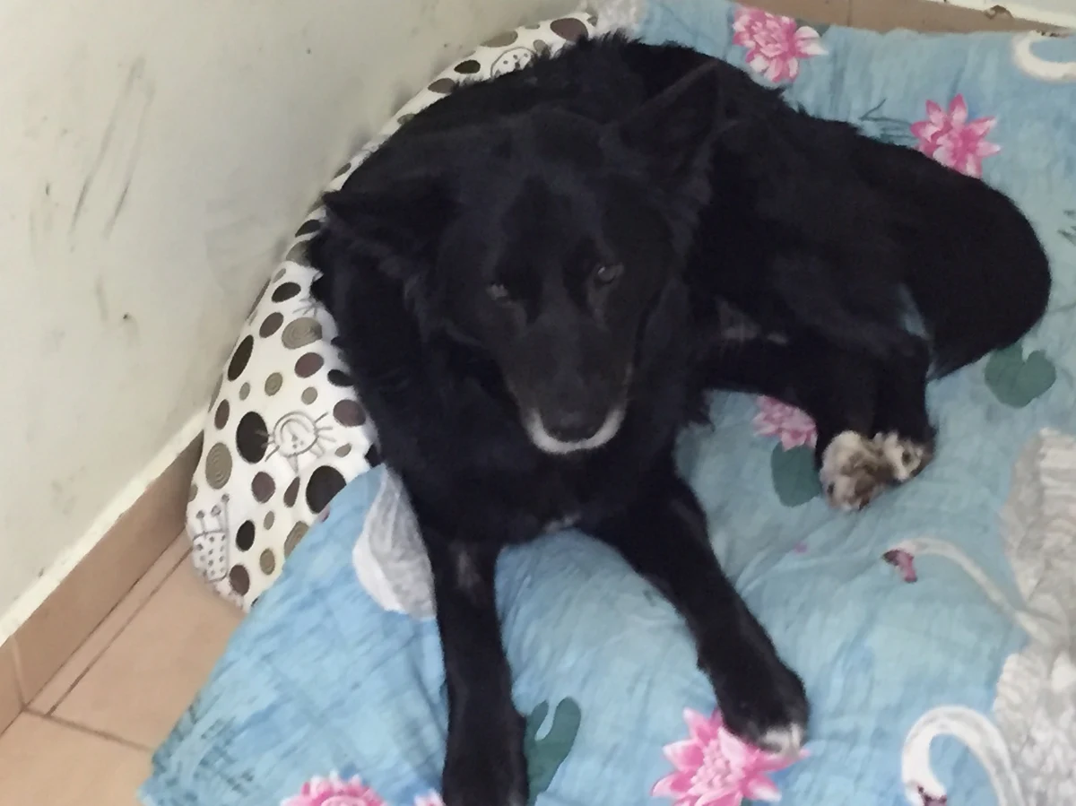 To bestia, nie człowiek - tak o osobie, która powiesiła za cztery łapy psa na drzewie niedaleko Dobrego Miasta mówią pracownicy schroniska dla zwierząt w Tomarynach w Warmińsko-Mazurskiem. Sprawą zajmuje się już policja.