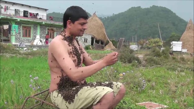 Surya Prasad Lamichhane z Nepalu uwielbia pszczoły tak bardzo że aż pozwala im, osiadać na swoim ciele. Jednorazowo obsiadło go ponad 30 tys. owadów. Mężczyzna spędził w takim bzyczącym towarzystwie ponad dwie godziny! Jak twierdzi wytrzymały śmiałek, ugryzienia i ból nie są mu straszne. Traktuje on te zwierzątka jak swoich przyjaciół - nie zaatakują go, dopóki on nie będzie chciał ich skrzywdzić. Obecnie odważny pszczelarz przygotowuje się do pobicia światowego rekordu w podniesieniu najcięższego płaszcza z pszczół. 