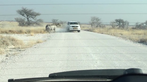 Rozpędzony nosorożec uderzył w samochód terenowy, którym podróżowali uczestnicy safari. Na szczęście nikt nie ucierpiał w starciu z groźnym zwierzęciem. Niebezpieczna sytuacja miałam miejsce w Parku Narodowym Etosha w Namibii.  