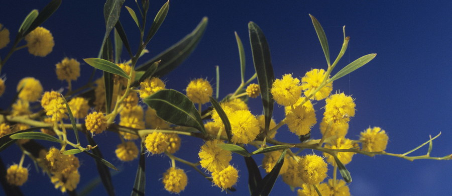 70 lat ma już we Włoszech zwyczaj obdarowywania kobiet gałązkami mimozy w dniu ich święta – 8 marca. W Italii drobne żółte kwiatki tych drzew są symbolem emancypacji kobiet, które po raz pierwszy mogły pójść głosować w 1946 roku, dwa dni po swym święcie. 