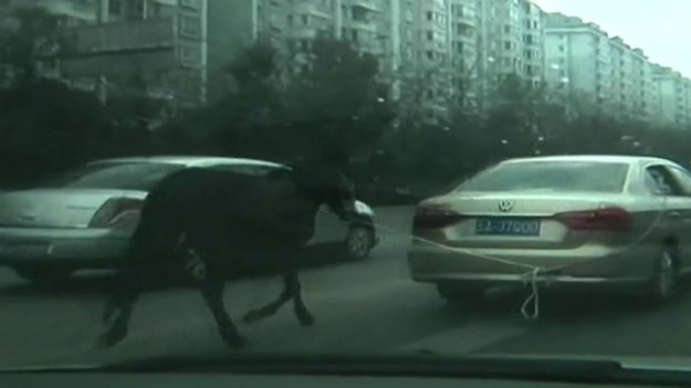 Jak przetransportować konia? Można na przykład przywiązać go do samochodu i kazać biec za pojazdem po ruchliwej autostradzie. Na taki pomysł wpadł jeden z kierowców w Kunming, w Chinach. 
