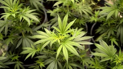 „Rzeczpospolita”: Wracają pytania o marihuanę w domowych ogrodach 