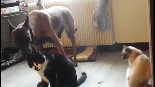 Psy i koty raczej nie przepadają za sobą. Wbrew wszelkim stereotypom zwierzaki uwiecznione na wideo bardzo starają się być dla siebie miłe – wylizują nawzajem swoją sierść, nawet próbują się razem bawić… Jednakże mruczek nagle zmienił zdanie i nic nie wyszło z ich przyjaźni.