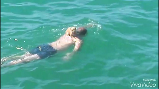 Miami, USA. Wydawałoby się, że psy umieją całkiem nieźle pływać… Ten maluch wolał jednak użyć swojego pływającego właściciela jako deski surfingowej.  