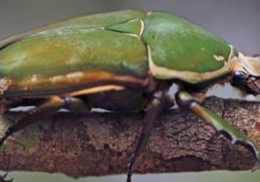 Zdalnie sterowane chrząszcze, czyli organiczne drony przyszłości