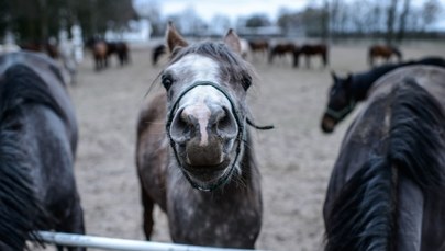 Padła kolejna klacz w Janowie Podlaskim. Jurgiel: Podejrzenie celowego działania osób trzecich