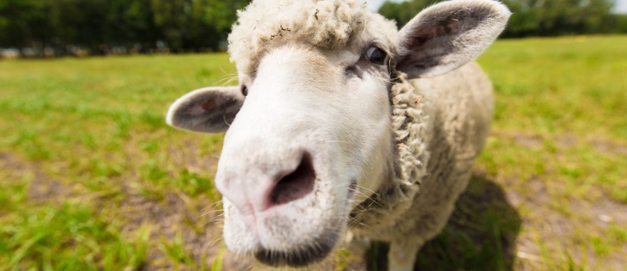 Władze Ferrary - miasta na północy Włoch zatrudniły 800 owiec do skoszenia trawy wokół murów miejskich. Uznały, że to najbardziej ekologiczny, cichy i najskuteczniejszy sposób uporządkowania terenu. Żarłoczne owce stały się ulubienicami mieszkańców i internetu.