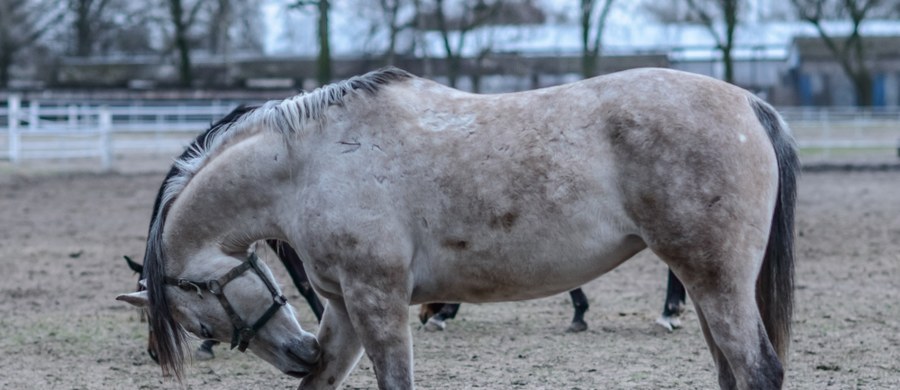 „To nieszczęśliwy przypadek, a nie ingerencja człowieka” - tak o śmierci trzeciej klaczy z Janowa Podlaskiego mówi były prezes tamtejszej stadniny. Klacz Amra należąca do żony perkusisty zespołu "The Rolling Stones" padła w nocy z piątku na sobotę. Wczoraj minister rolnictwa i rozwoju wsi napisał w komunikacie, że powstało "uzasadnione podejrzenie", iż śmierć konia to "efekt celowego działania osób trzecich". 