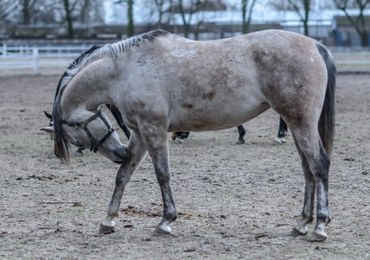 Śmierć kolejnej klaczy w Janowie Podlaskim. "Nieszczęśliwy wypadek, a nie ingerencja człowieka"