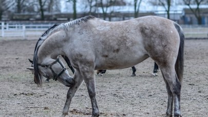 Śmierć kolejnej klaczy w Janowie Podlaskim. "Nieszczęśliwy wypadek, a nie ingerencja człowieka"